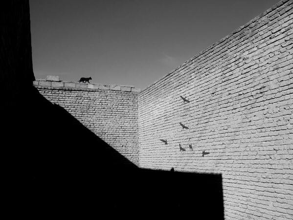 Photograph Pic Namo Cat on One Eyeland